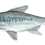 Marcus Valerius Martialis