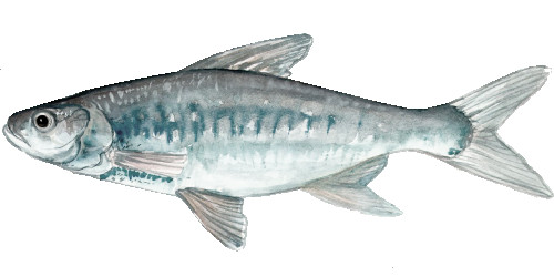 Marcus Valerius Martialis