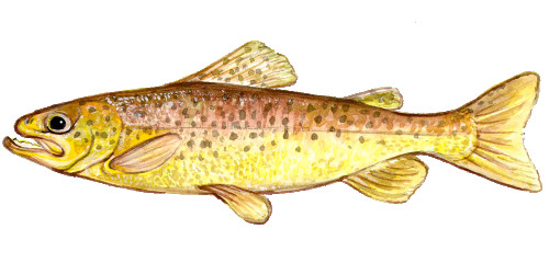 Fly Fishing in England