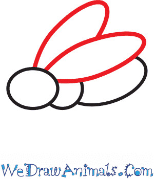 Adding wings to the fly drawing: two elongated ovals extending from the thorax, angled slightly upwards.