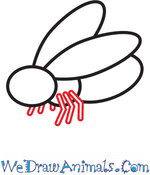 Drawing the legs of the fly: six legs attached to the thorax, with varying angles to create a dynamic pose.