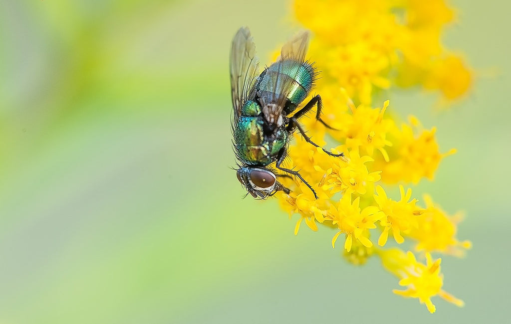 Fly about to be captured by a sticky fly trap