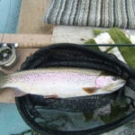 Fly rod reel fish
