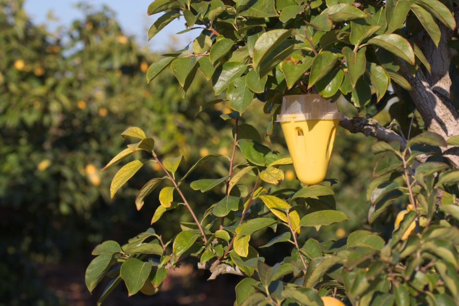 Fly trap hanging from a tree