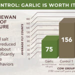 Garlic for natural fly control for cattle