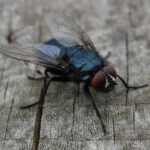 A close-up of house flies on a horse's back, highlighting the irritation and potential disease transmission they cause.