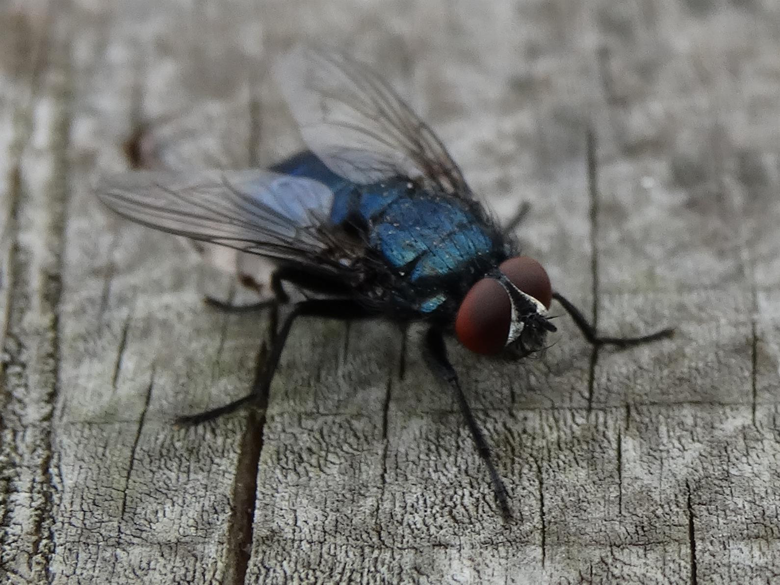 A close-up of house flies on a horse's back, highlighting the irritation and potential disease transmission they cause.