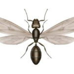 Flying Ant Specimen Appearance
