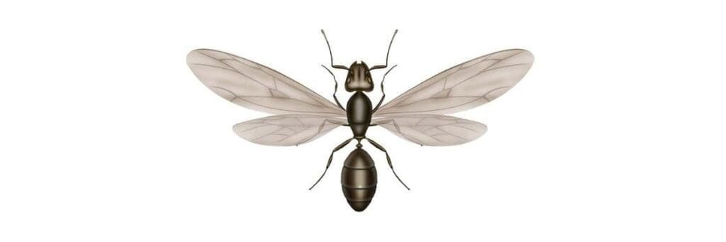 Flying Ant Specimen Appearance