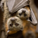 Grey-headed flying fox Pteropus poliocephalus