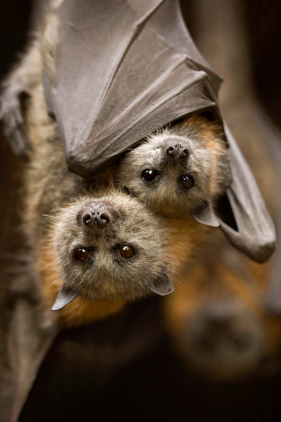Grey-headed flying fox Pteropus poliocephalus
