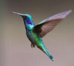 A hummingbird hovering near a red flower, its wings a blur of motion