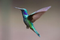 A hummingbird hovering near a red flower, its wings a blur of motion