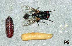 Bug Zapper Attracting Insects