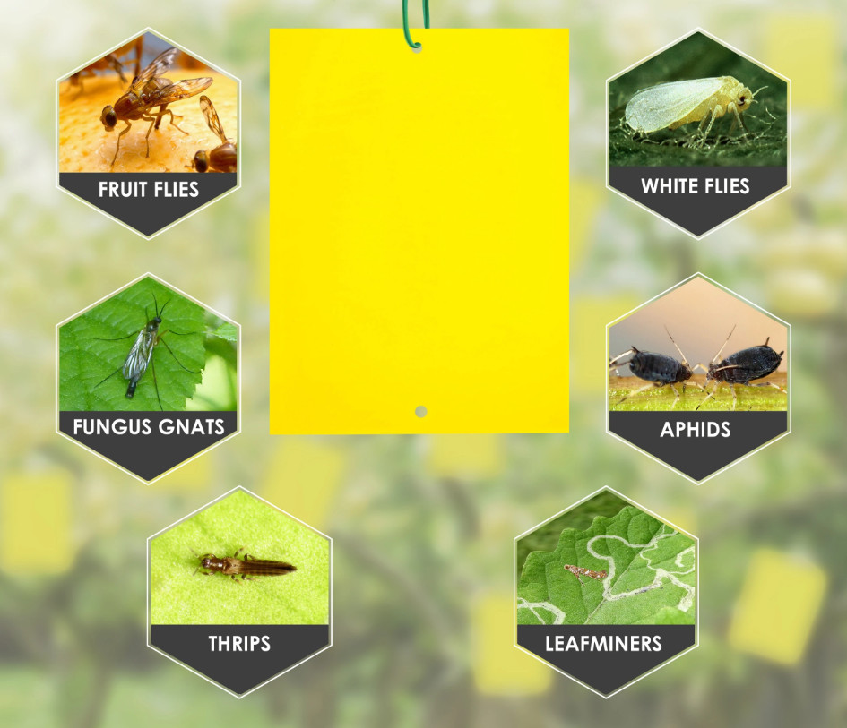 Various flying insects caught on fly paper