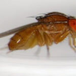 Fruit fly on a piece of fruit