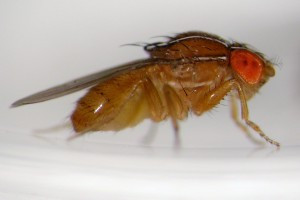Fruit fly on a piece of fruit
