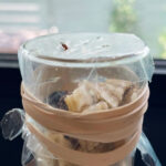 Close-up of a fruit fly caught in a DIY plastic wrap trap, demonstrating an effective method for fruit fly control using common household materials