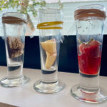 Fruit Fly Traps With Different Rotten Fruit Baits