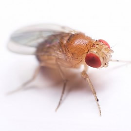 Close up of a fruit fly on a peach