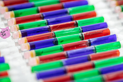 fruit fly tubes