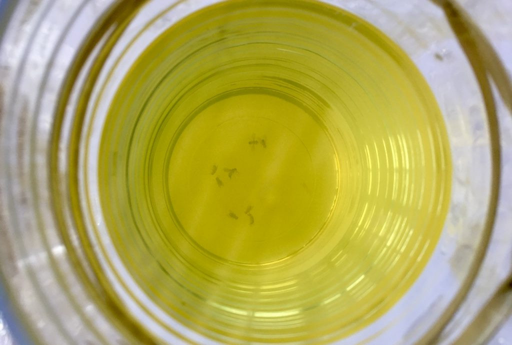 A homemade fruit fly trap that has effectively captured fruit flies