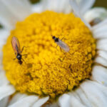 Fungus gnats on flower