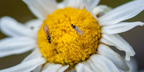 Fungus gnats on flower