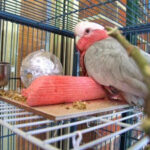 Galah playing with a ball