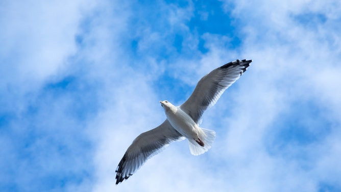 Close up underside of wings and feathers of a Herring Gull off of Cape Cod, Massachusetts.