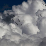 A flock of birds take flight against a cloud filled sky above Solano County in northern California.