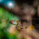 Joro spider (Trichonephila clavata) making her web nests