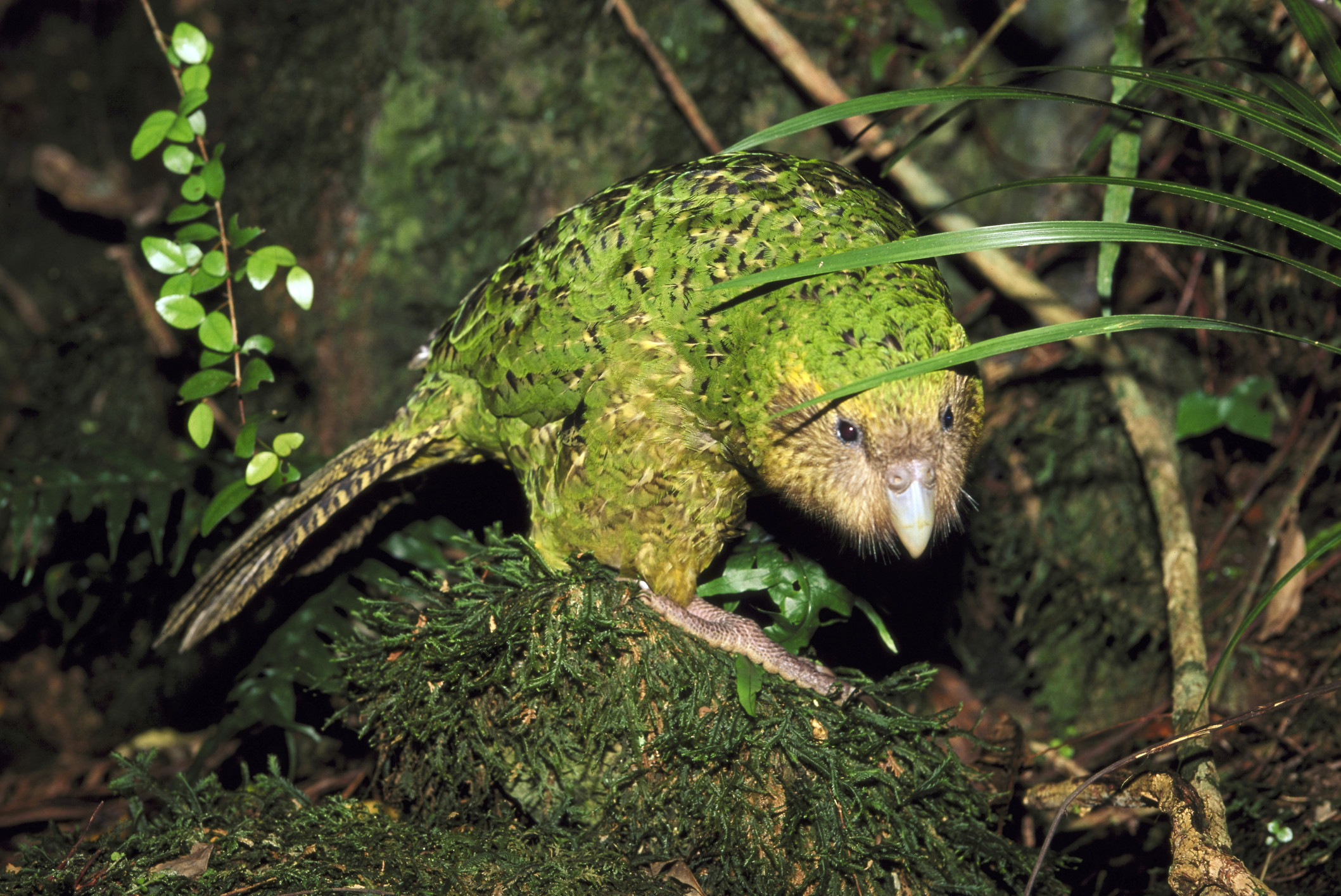 Kakapo in New Zealand. © Robin Bush/Getty
