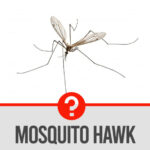 Crane fly also known as mosquito eater, mosquito hawk