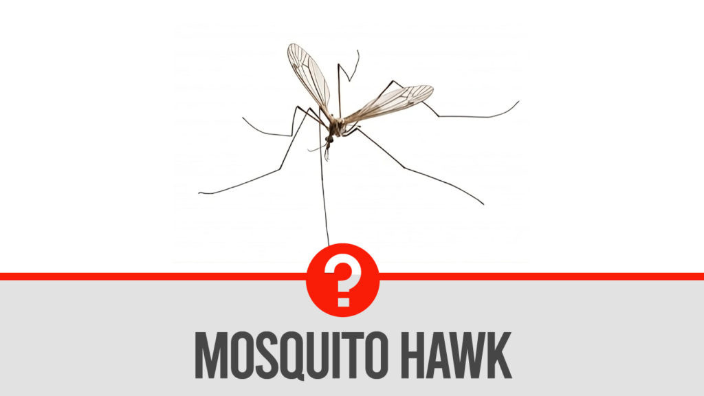 Crane fly also known as mosquito eater, mosquito hawk