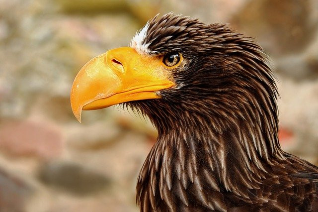Secret Life of Eagles