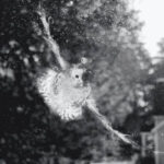 Glass Action: Advances in the Science of Making Windows Safer for Birds