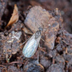 fungus gnat adult