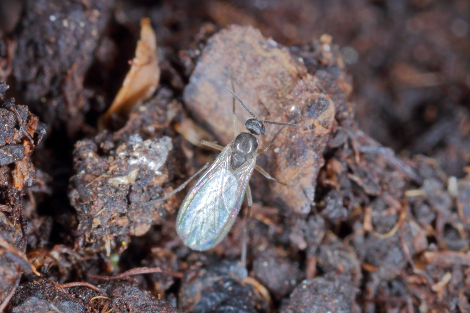 fungus gnat adult