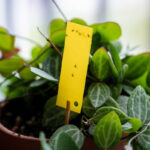 Fungus gnats stuck on yellow sticky trap flypaper for sciaridae insect pests around houseplant