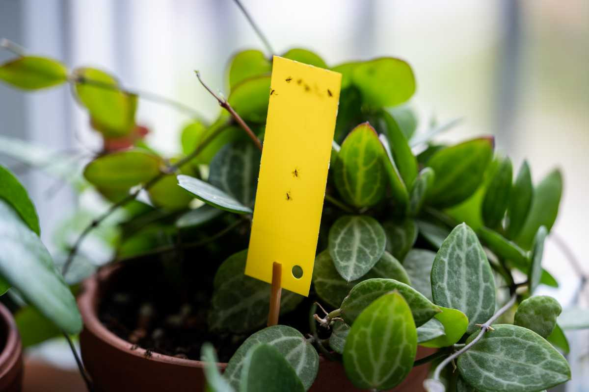 Fungus gnats stuck on yellow sticky trap flypaper for sciaridae insect pests around houseplant