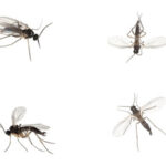 Gnats
