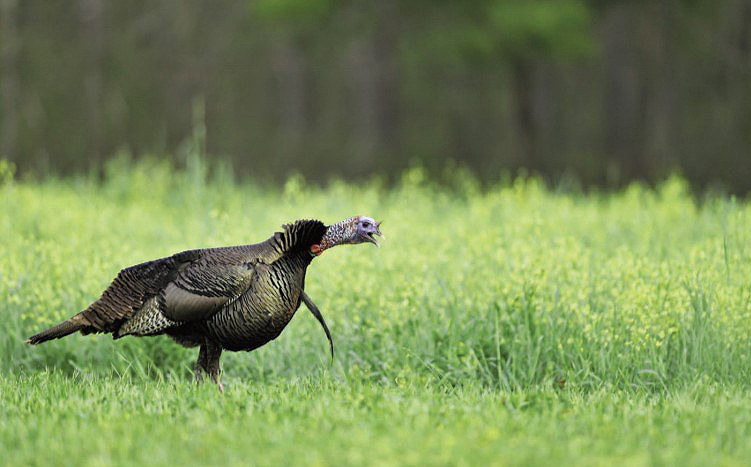 Gobbling turkey in a field
