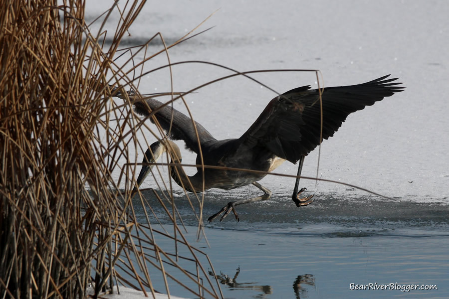 Great Blue Heron Standing in Shallow Water