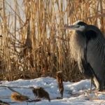 Great Blue Heron in Flight Against a Dramatic Sky