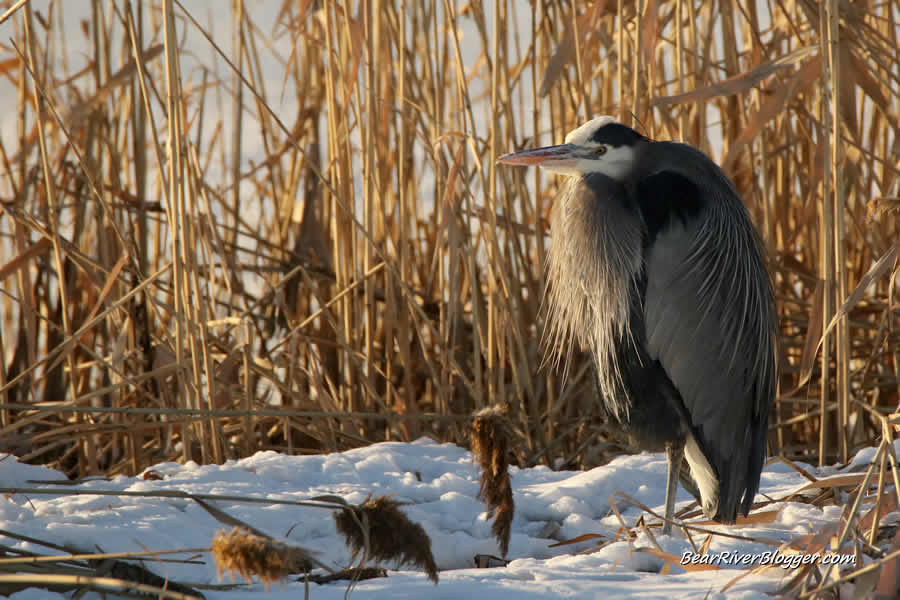 Great Blue Heron in Flight Against a Dramatic Sky