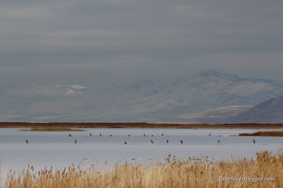Flock of Great Blue Herons on the Ice