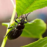 Ground beetle on a plant stem
