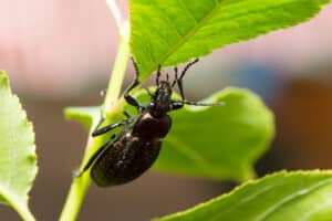 Ground beetle on a plant stem