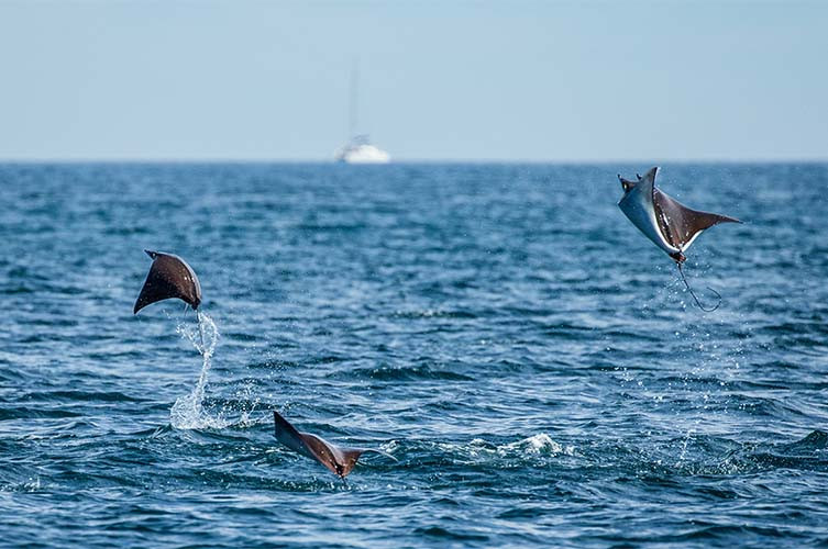 A group of rays swimming in the ocean